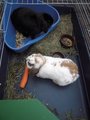 Naši králíčci/ Our rabbits