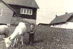 Kozucha/ Goat