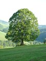 Starobylý dub-samotář/ An old oak-solitaire