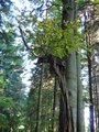 Lesy pod Makytou (tehnle buk nedokázal zastavit ani zásah bleskem)/ Makyta forests - beech after the lightning stroke