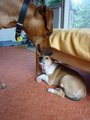 Kromě ostatních zvířátek máme také dva pejsky/ Our doggies