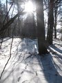 Zima v lese/ Winter forest
