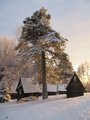 Stará borovice/ Old pine