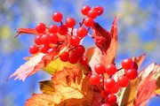 Kalina/Snowball bush