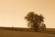 Člověk a strom/Man and the tree