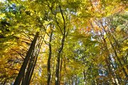 Kouzelný les/Magic forest