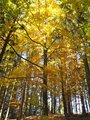Ochránce lesa/ Forest patron