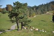 Cesta k chatě/ Road to the Chalet