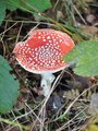 Muchomůrka/Fly mushroom