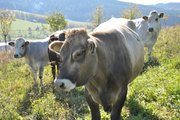 Pastva/Graze