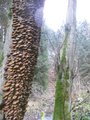 Stromová houba/ Tree-mushroom