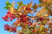 Podzimní kalina/ Autumn snowball bush