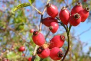 Šípky/ Dog-rose bush