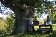 Kobzova lípa/ Kobza´s Linden memorial tree
