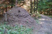 Mraveniště u cesty/ Ant-hill