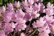 Ocún jesenní/Naked ladies