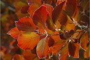 Podzimní buk/ Autumn beech