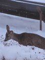 Srnka si pochutnává na našich keřích/ Hungry roe 