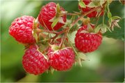 Sladké mámení/Sweet dellusion