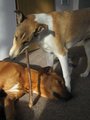 Pohodička/They´re having a great time together