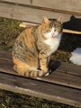 Adélka/ Cat Adélka