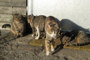 Kočičí rodinka/ Cat´s family