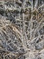 Námraza/ White frost