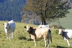 Grazing cows