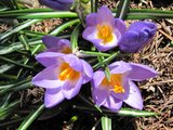 První posel jara /The first pioneer of spring