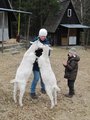 Krmení koz/ Feeding the goats