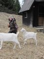 Venčení koz/ Walking the goats