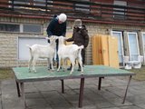 Pro jídlo všechno/ They´ll do anything for food