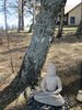 White Buddha and the birch