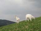 Grazing goats