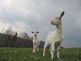 Na pastvě/On the pasture