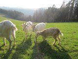 Máme dva nové kozí přírustky/ We got two new goats