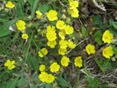 Mochna (asi jarní)