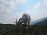 Pravá horská pastva/ The real mountain pasture