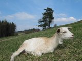 Hvězdička odpočívá/ Little star (Hvězdička) is resting
