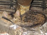 Spinkám v kotelně/ Sleeping in the boiler-room