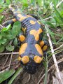 Malý návštěvníček mlok skvrnitý/ Little visitor salamander