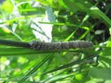 První jarní housenka/The first spring caterpillar