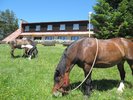 Horses sometimes visit us too