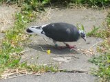 Přišel nás navšívit poštovní holub/ Carrier pigeon came to visit us