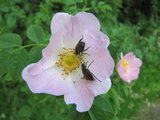 Chutnají nám květy růží/ We like rose bush blooms