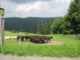 Přehánění krav a ovcí z jedné pastviny na druhou/ Changing pastures