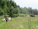Přehánění ovcí a krav na jinou pastvinu II/Changing pastures II