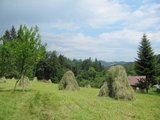 Sušení sena/ Making hay