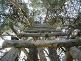 Žebřík na posed/ Ladder to the high-seat
