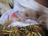 Úplné novorozeně/ Our newborn goatling
